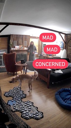 This weeks Friday favorite is a classic: MAD MAD CONCERNED! Did you know we have mad mad concerned merch? My mug brings me much joy 😂 stay tuned for Monday to nominate your favorite for next week! #parkersfridayfavs . . Ready to start your button journey? 👀 message me for more info! . . . . . . #talkingdog #theycantalk #howtheycantalk #dogreels #aic #att #augmentativeinterspeciescommunication #animaltechtalk #muttsrule #dogsofmichigan #fluentpet @fluentpet | Puppy Parker Posey