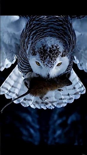 The Secret Night Vision of Owls Hunting in Total Forest Darkness 🦉🌙 #Shorts