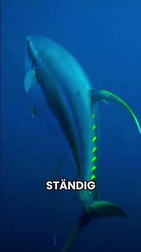 The science behind tuna 🐟