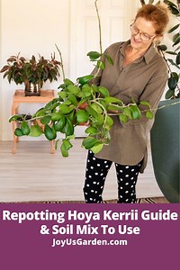 Repotting Hoya Kerrii: 2026 Guide (Plus the Soil Mix to Use!)