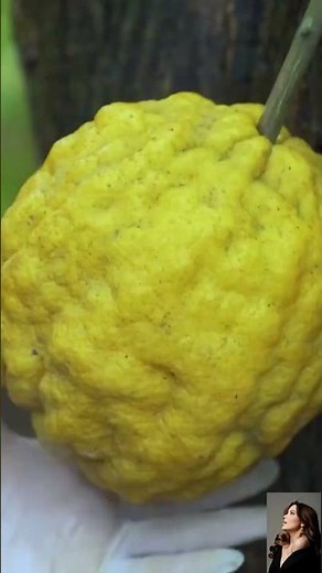 What Kind of Fruit Is This?! 😱 Strange Tree Discovery in the Forest | Nature Mystery Viral Video