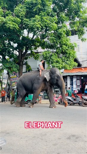 Massive Elephant on City Street! 🐘 #shorts #elephant #wildlife 🐘❤️