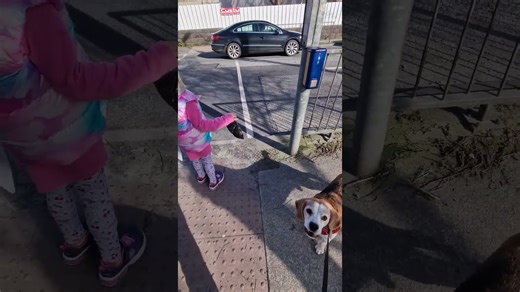Beagle helps pedestrian cross by pressing the button