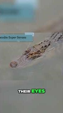 Crocodile Super Senses: How They See and Breathe Underwater! #CrocodileFacts