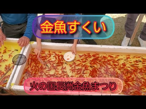【金魚すくい】 火の国長洲金魚まつりに行ってきた #金魚すくい #メダカすくい