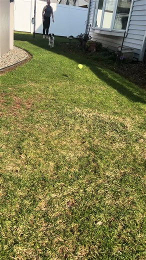 I Blinked #dog #doglife #kona #puppytiktok #obsessed #dogmom #doglover