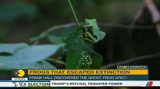 Lost frogs re-emerge from the dead: How Chilean scientists have rediscovered a species of frog which was last seen more than 80 years ago | WION