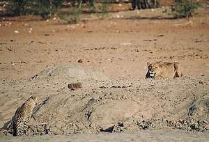 Watch: Lioness sets her sights on a leopard in Namibia [video]