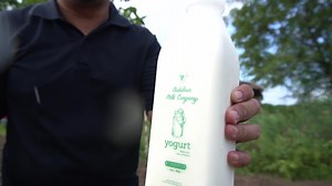 Soon, Your Milk & Yoghurt Will Come From Sorghum Silage-Fed Cows! As our small company, Southseas Agri-Aqua Ventures Inc., focuses on the production of Sorghum Silage for both Cattle Fattening and Dairy Production, soon, the beef and the milk that will be available in the market will come from Sorghum Silage-fed Cattle and Cows. With the development of the Sorghum Silage Production Industry, our small farmers will soon be engaged in a farming activity which will assure them of a fair profit from