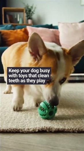 Top Picks from Our Shopify Store