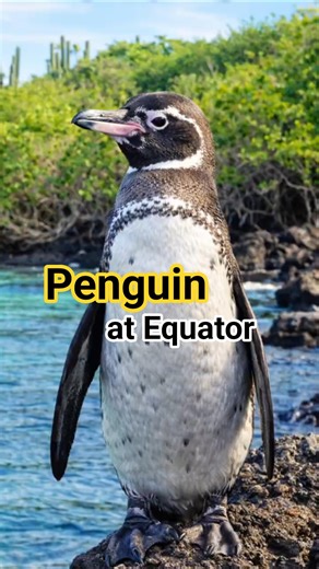 The Only Penguin at the Equator | Galápagos Penguin#shorts