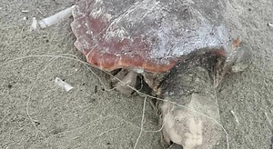 Agropoli, tartaruga Caretta Caretta spiaggiata senza vita: aveva un amo in bocca
