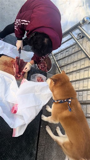 😑😑😑 #shibainu #柴犬 #dog