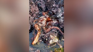 Jaw-Dropping Video Shows Octopus Battle Eel in California Tide pool