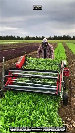 Harvesting leafy greens using Work Tool Greens Harvester #tool #worktool
