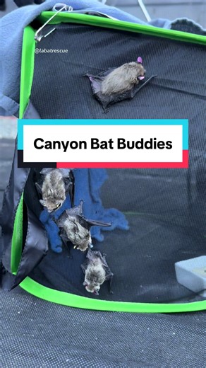 Exploring Canyon Bats: Nature's Tiny Mammals