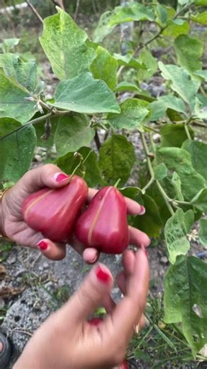 Buah jambu citra #viralvideo