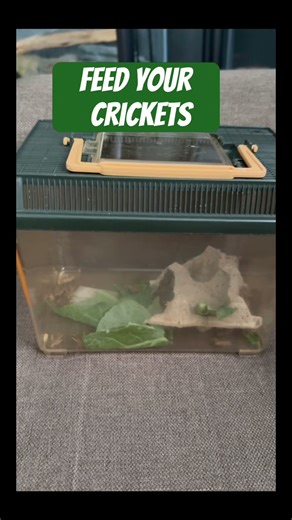 Feed your gecko and your crickets 🦗 #gecko #reptiles #lizardcare #reptileslovers #petreptiles