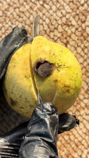 #growmyaccount #fruitcutting #foryoupage #foryou #fruitcuttingusa