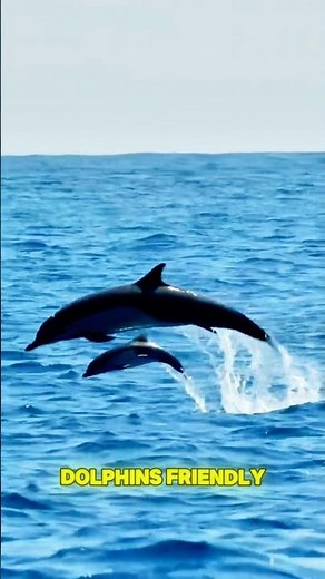 Why Are Dolphins Friendly to Humans?