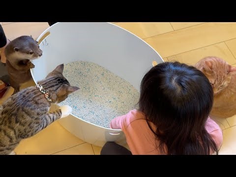 The otter and cat's reactions while changing the cat litter are too funny lol