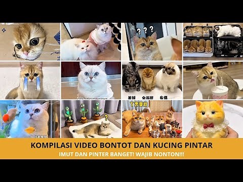 Kompilasi Video Kucing Bontot & Cici Si Kucing Pintar | Video Kucing Viral 2025