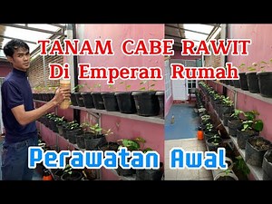 PLANTING CHILI ON THE HOUSE STOREY: PART 1