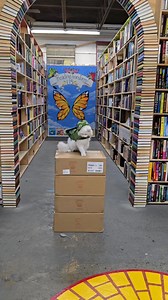 Threshing Day is coming! The Wing & Claw editions of Fourth Wing & Iron Flame release on Tuesday, September 30th. Until then, our little fire 🔥 breathing dragons will help guard the cases. #RebeccaYaros #BabyDragon #FourthWing #IronFlame #OnyxStorm #TheMightyOdin #CupboardMakerCats #CatBookstore | Cupboard Maker Books