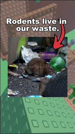 NEVER APPROACH These PLACES If You WANT To SURVIVE HANTAVIRUS 🐁🚫 #roblox #robloxrant #relatable