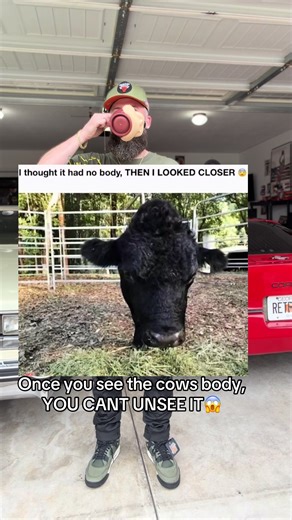 Once you see it you can’t unsee it #fyp #viral | cows