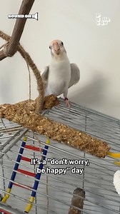 145K views · 3.3K reactions | White Cockatiel Puts on Mini Concert 列 #Cockatiel #Birds #Concert | Try Not to Laugh | Facebook