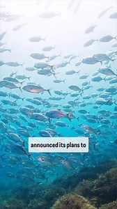 58K views · 548 reactions | You may have heard of fish farming and the damage it can cause to natural environments and species, but what about marine ranching? | The China Current | Facebook