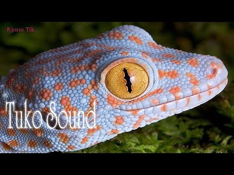Tuko Sound - Gecko Sound - Picture Of Tokay Gecko
