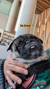 176 reactions · 72 comments | Fear of spiders #pug #puglife #iran #iraq #arachnophobia #spider #dadjokes #christmastime #ig #fbreels #pet #dog | Jacob ThePug Canada | Facebook