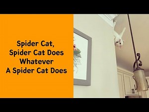 Gravity? Never Heard Of It – 50 Cats Breaking The Laws Of Physics