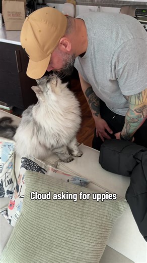 Adorable Cat Seeks Attention: Cloud's Request for Uppies