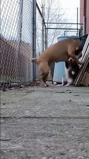 Wild Animal Fight Compilation #wildlifecompilation #animalbattle