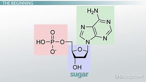 Nucleotide | Structure, Types & Functions