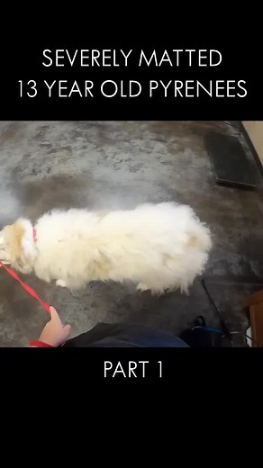 SEVERELY MATTED 13 YEAR OLD PYRENEES - Part 1 #pet #dog #grooming