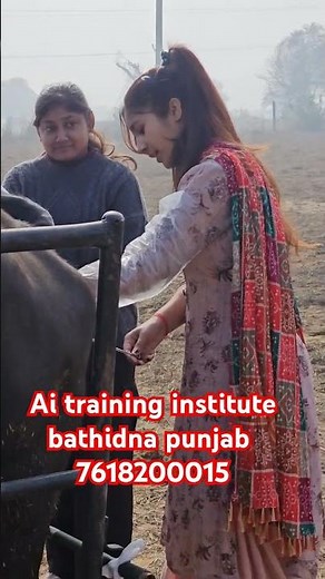 artificial insemination in cattle | step bystep Al process explained