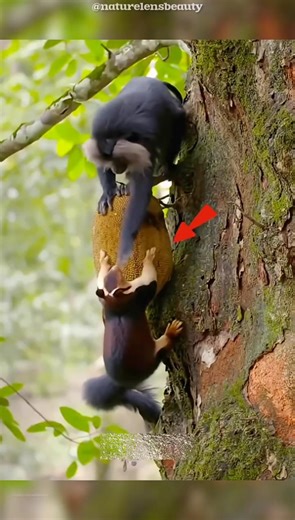 Macaques Slap Squirrels to Steal Their Food! #shorts