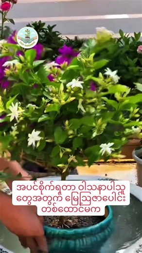 #plant #gardening #easyhomegardening #plants #