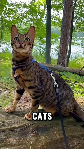 Why do cats make that chattering sound