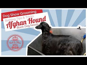 How to Bathe a Black Afghan Hound | Soaps, Technique & Coat Care