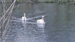 Two swans swim in a pond on an early spring morning.