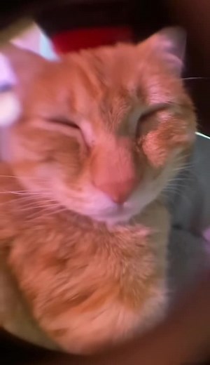 Funny Yapping Cat Videos | Cute Kitty Yapping Compilation