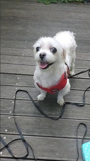 🏥병원 앞을 지나며 | 😭슬픈 표정하지 말아요 | 🌈펫로스 증후군 | Pet Loss Syndrome #shorts