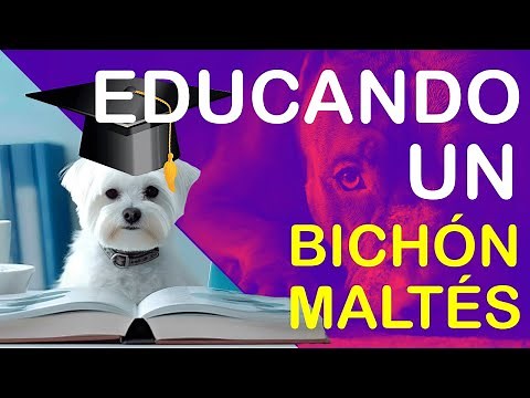 CÓMO EDUCAR AL INCREÍBLE BICHÓN MALTÉS