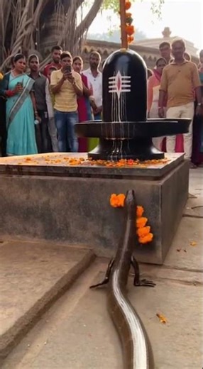 हे नागदेवता ये क्या चमत्कार है V4 #bhakti #snake #mahadev
