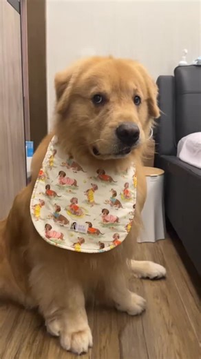 My Dog Overreacts… Again #animal #cat #pet #nature #zoo #dog #fyp #animalland | Animal Lane 423 動物巷423